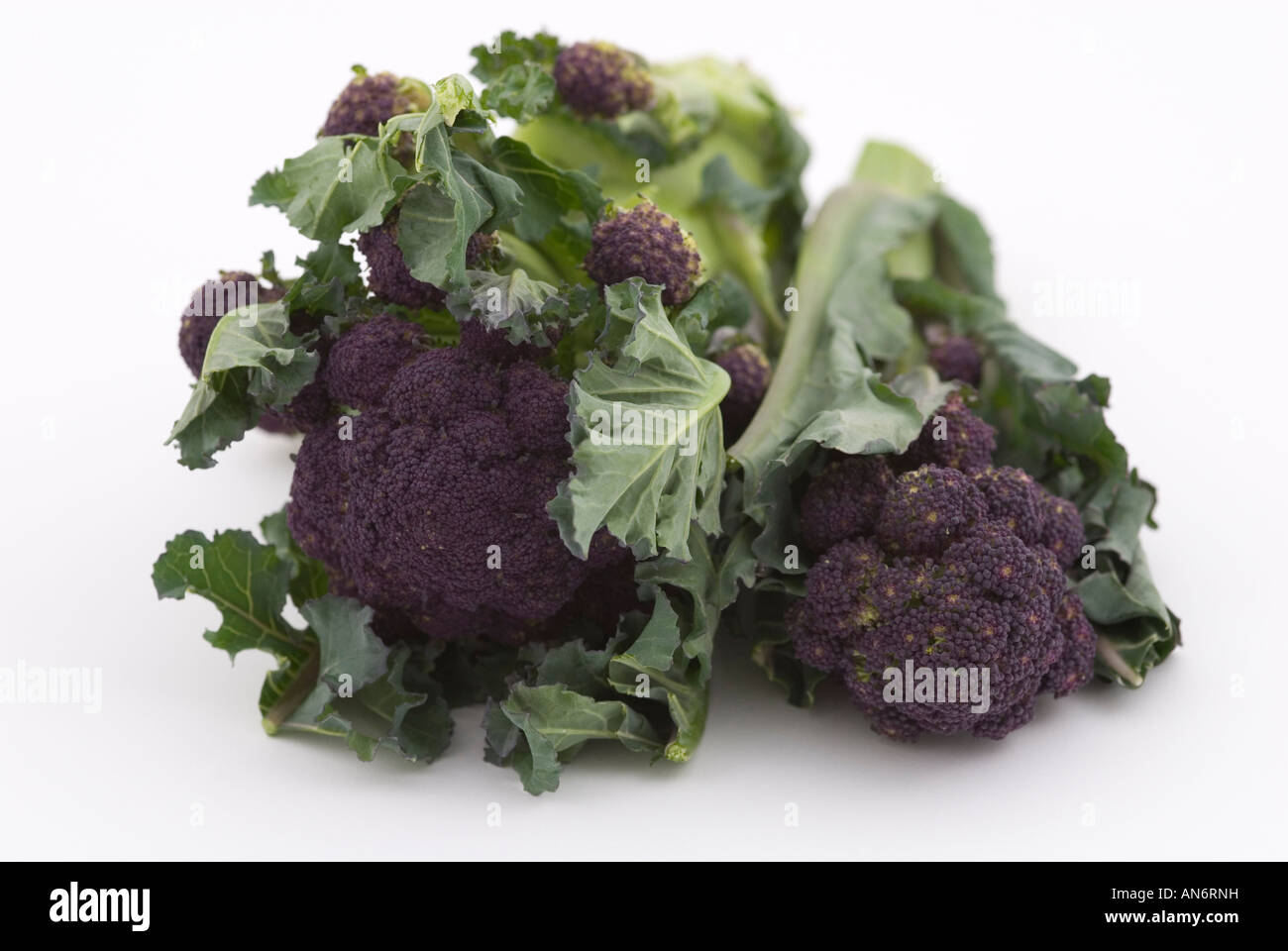 Brassica oleracea var italica Purple Sprouting Broccoli Stock Photo Alamy