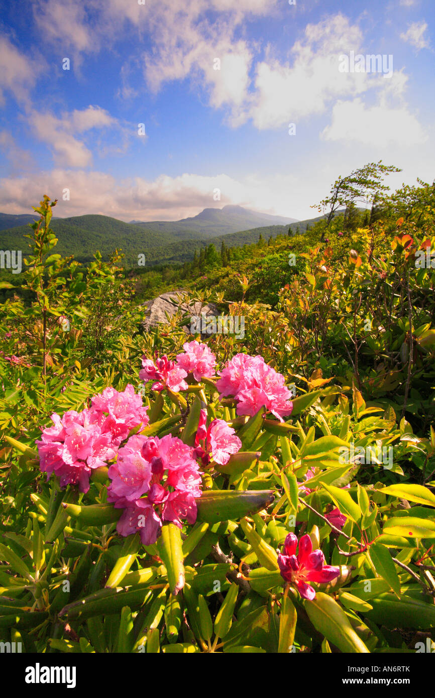 Blooming Rhododendron and View of Grandfather Mountain from Flat Top, Blue Ridge Parkway, North Carolina, USA Stock Photo