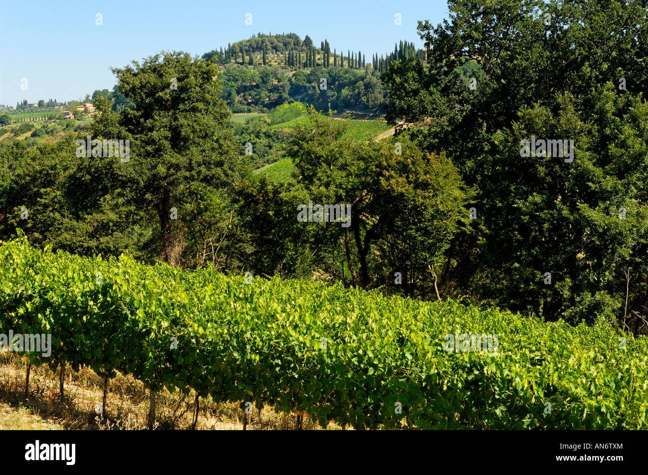 Verdant Tuscan landscape near San Gimignano Stock Photo