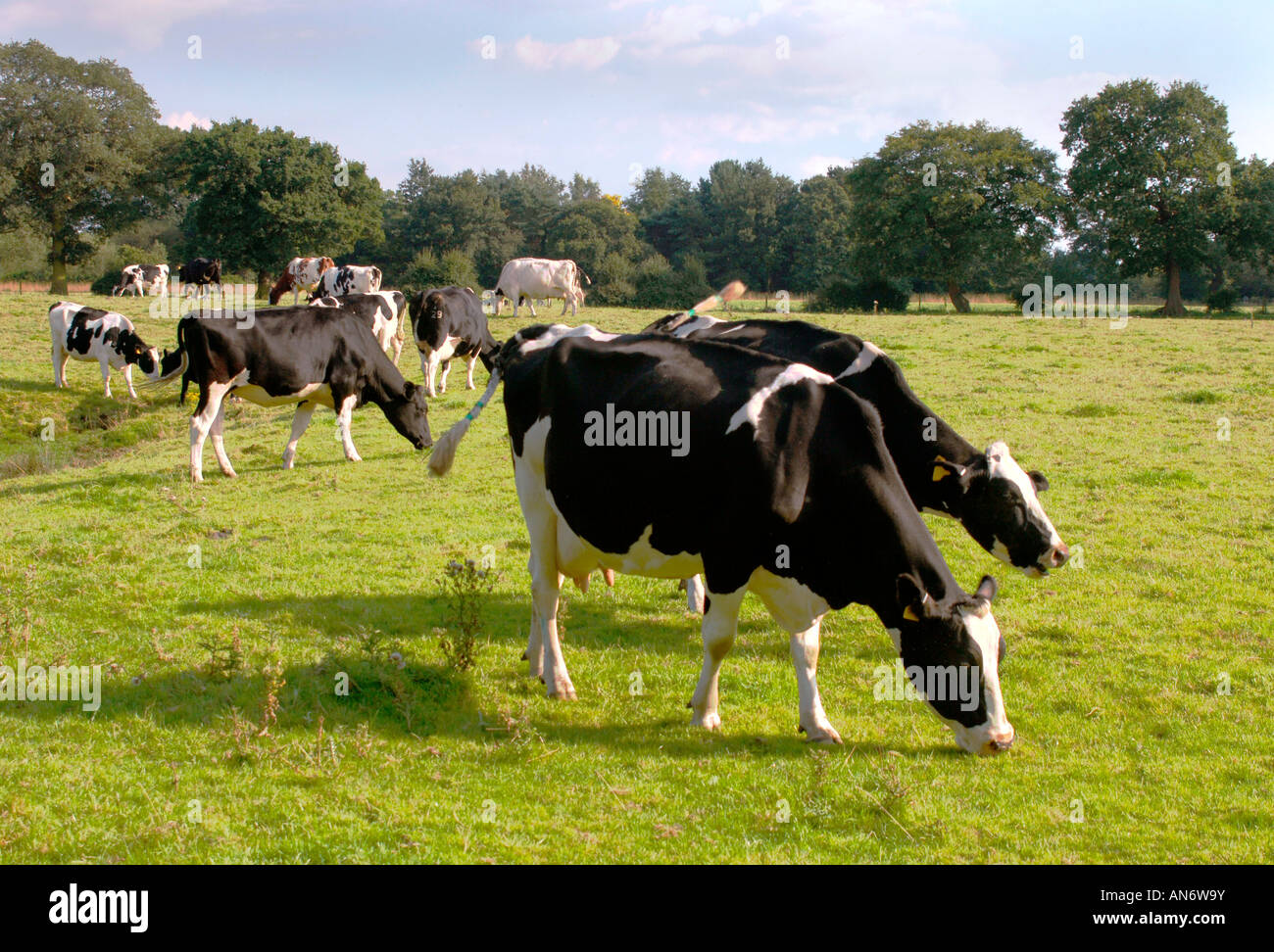 A Dairy Herd Of Friesian Cows In A Field Stock Photo - Alamy