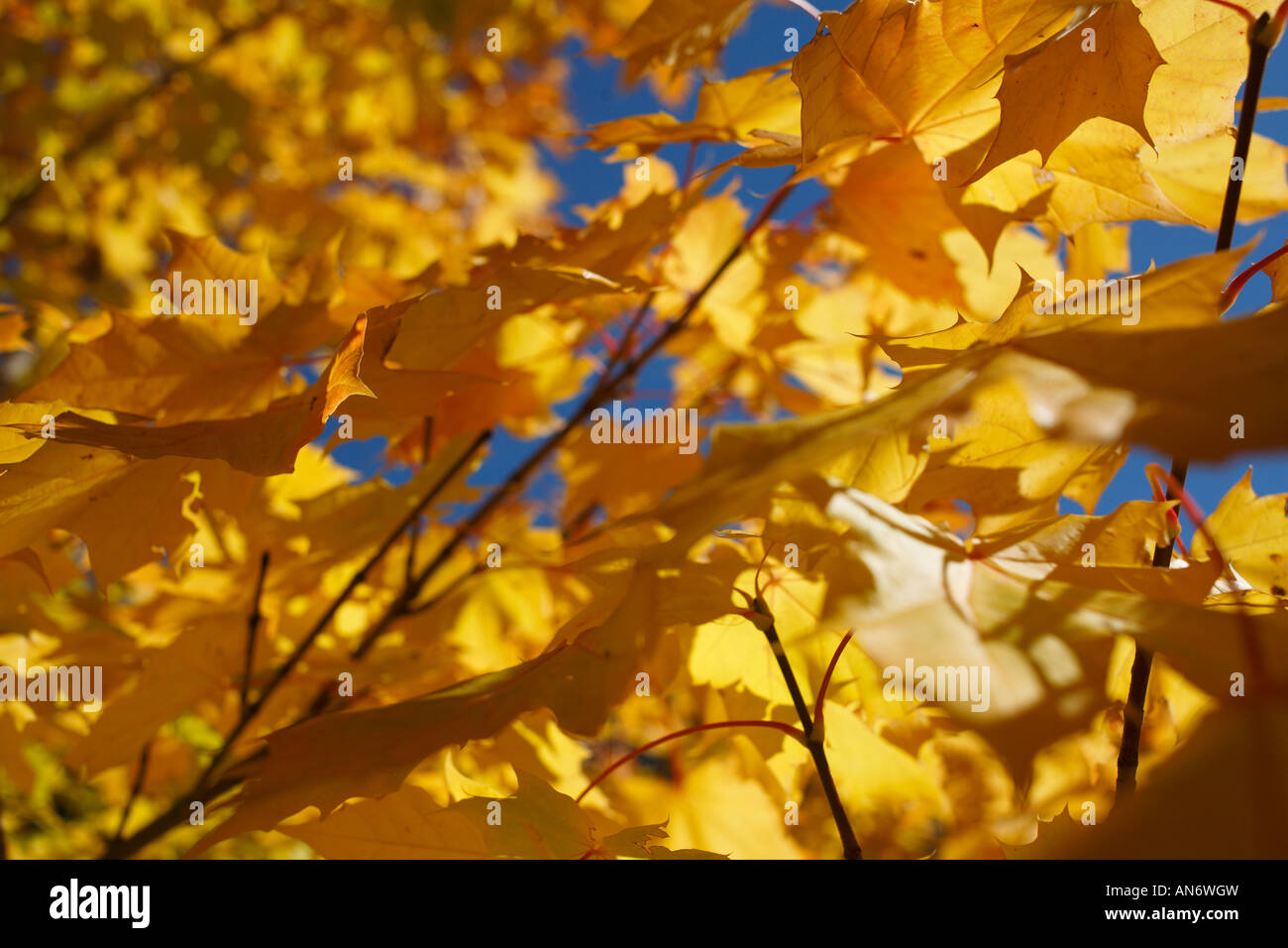 Golden Leaves against a blue sky. Stock Photo