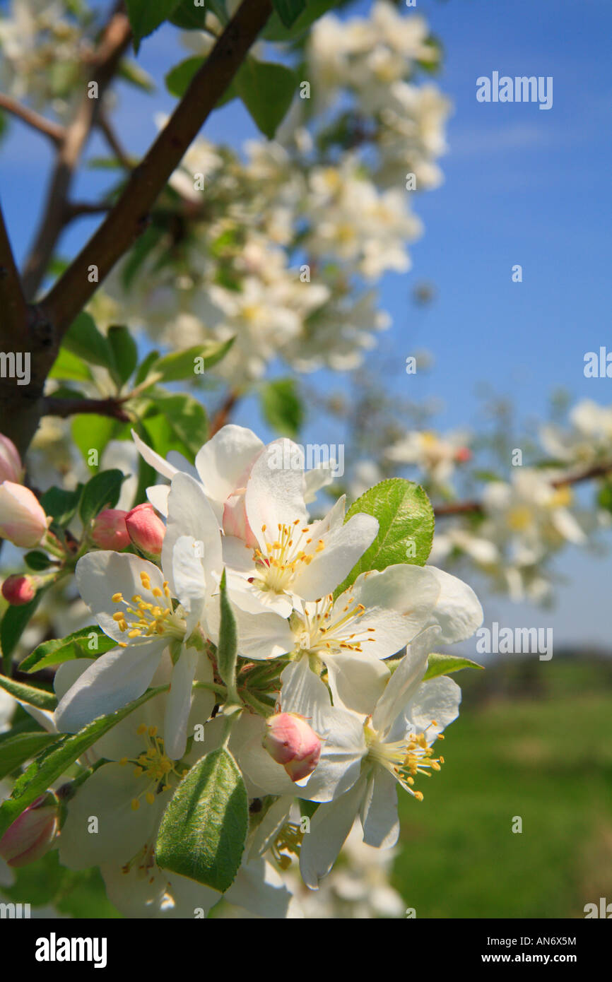 Belle grove plantation hires stock photography and images Alamy