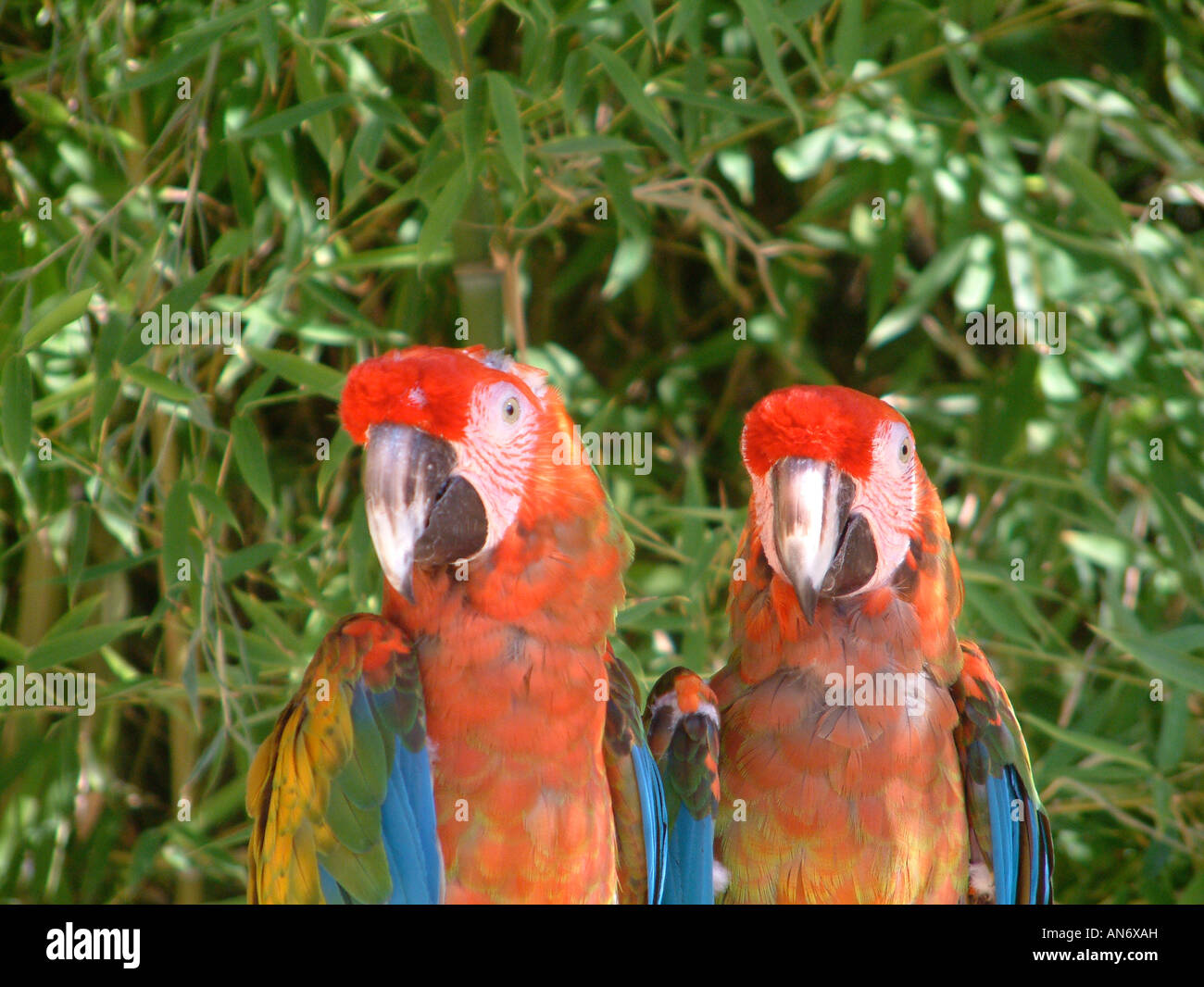Scarlet Macaws Stock Photo