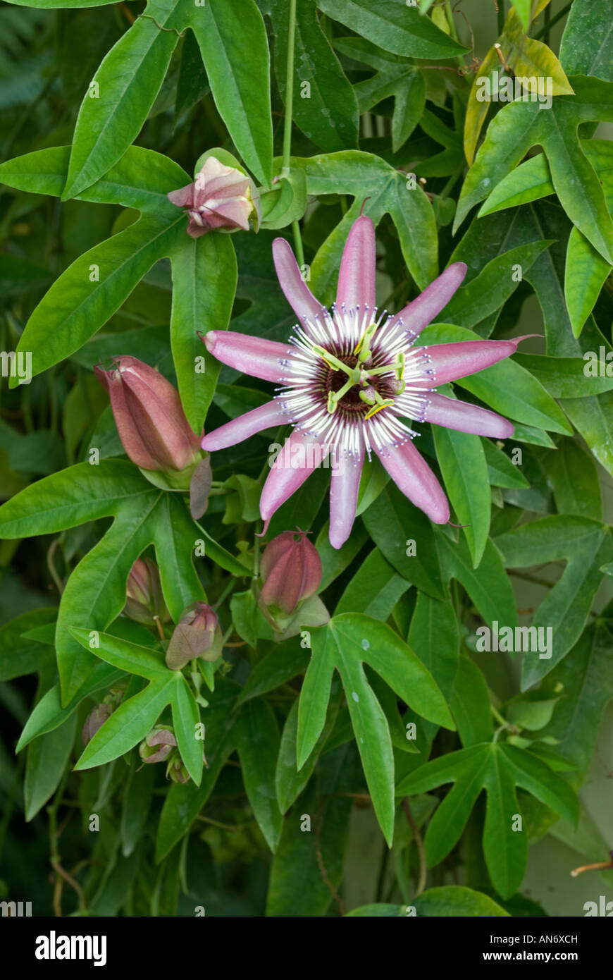Passion Flower: Passiflora x violacea Stock Photo