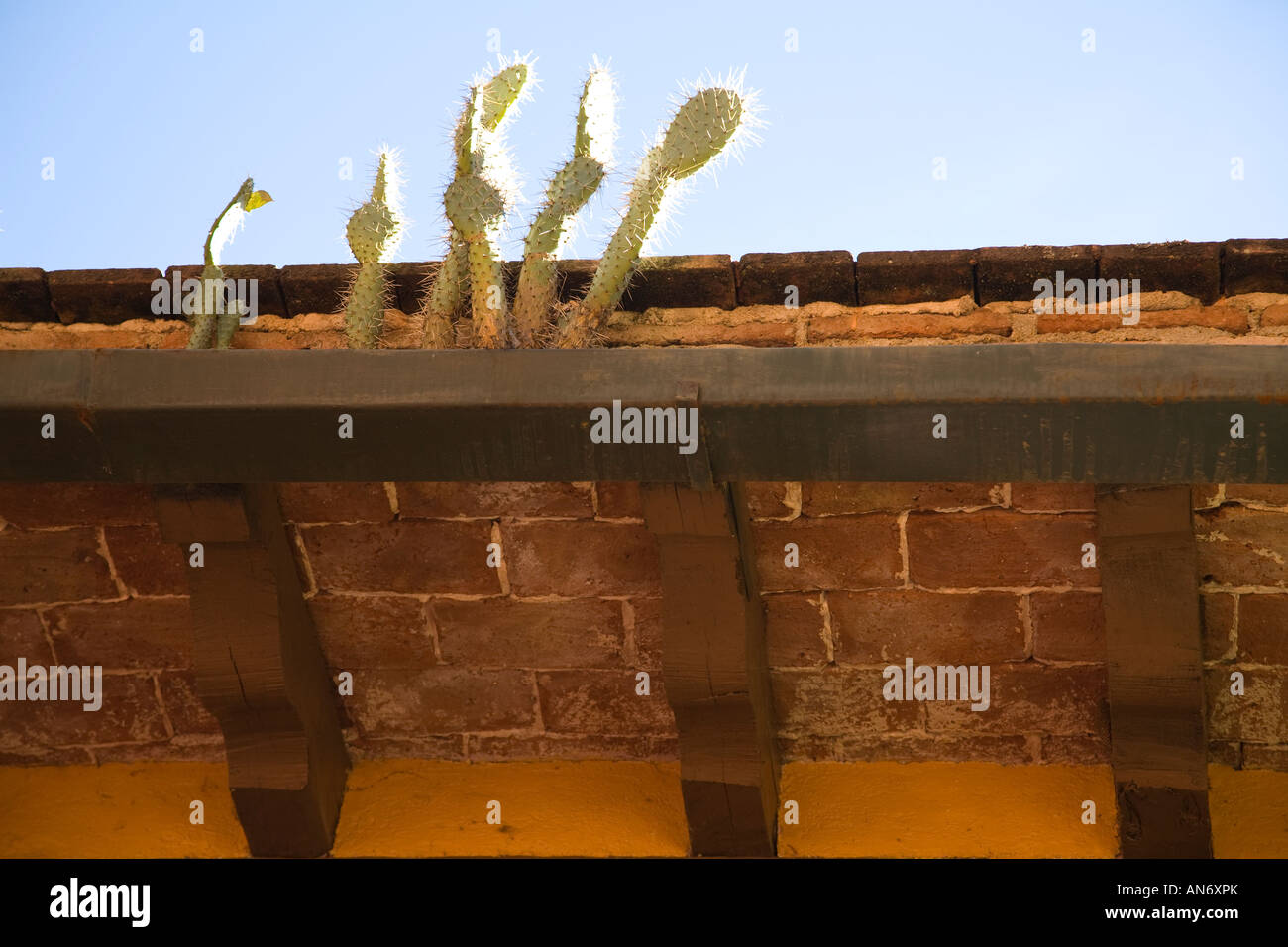MEXICO Guanajuato Cactus growing in gutter of building Stock Photo - Alamy