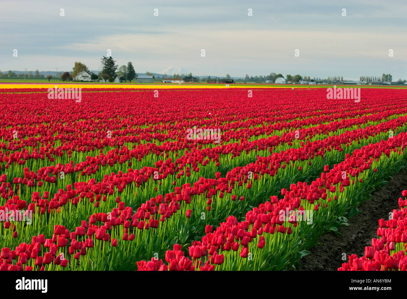 Skagit Valley tulip fields Stock Photo Alamy