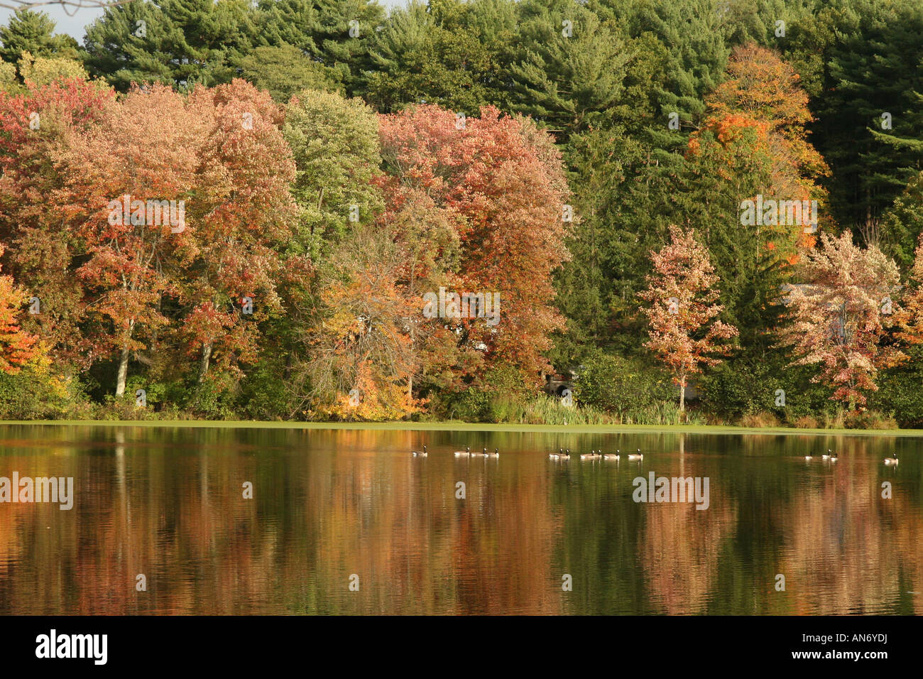 Three wood ducks hi-res stock photography and images - Alamy