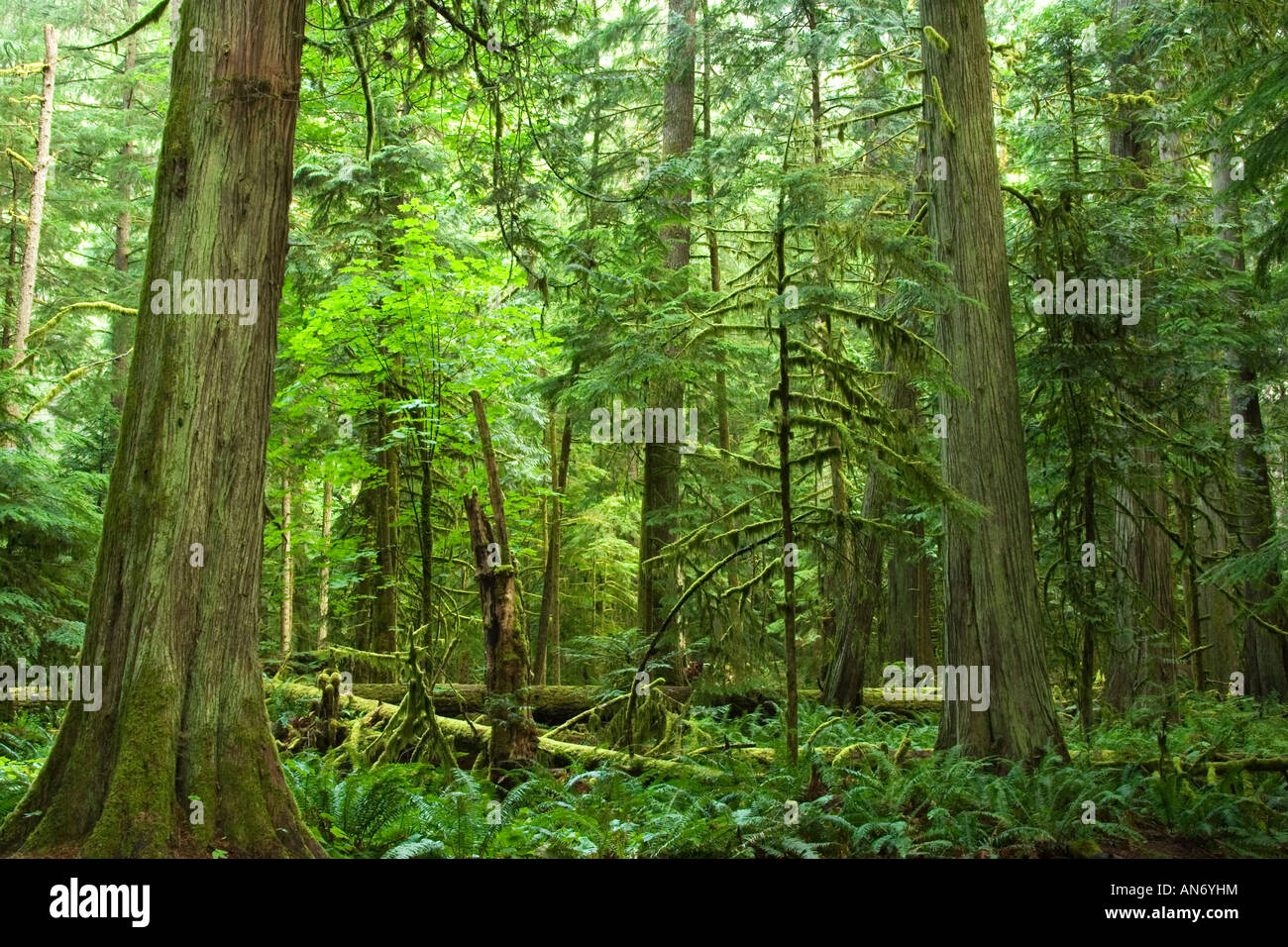 Old-growth temperate rainforest.  Cathedral Grove, MacMillan Provincial Park, Vancouver Island, BC, Canada Stock Photo