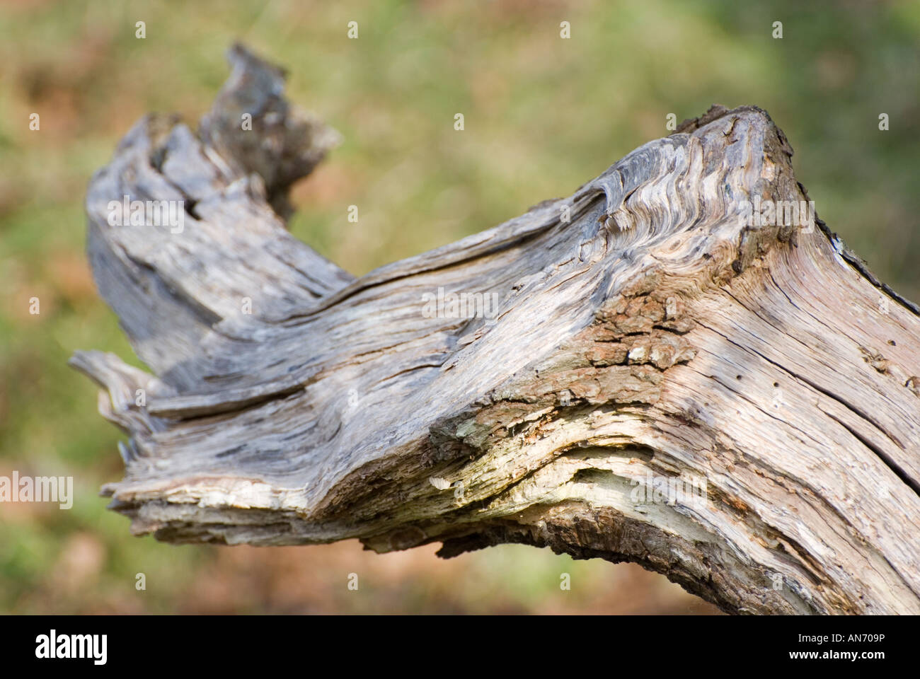 Broken tree branch showing annual growth rings Stock Photo - Alamy