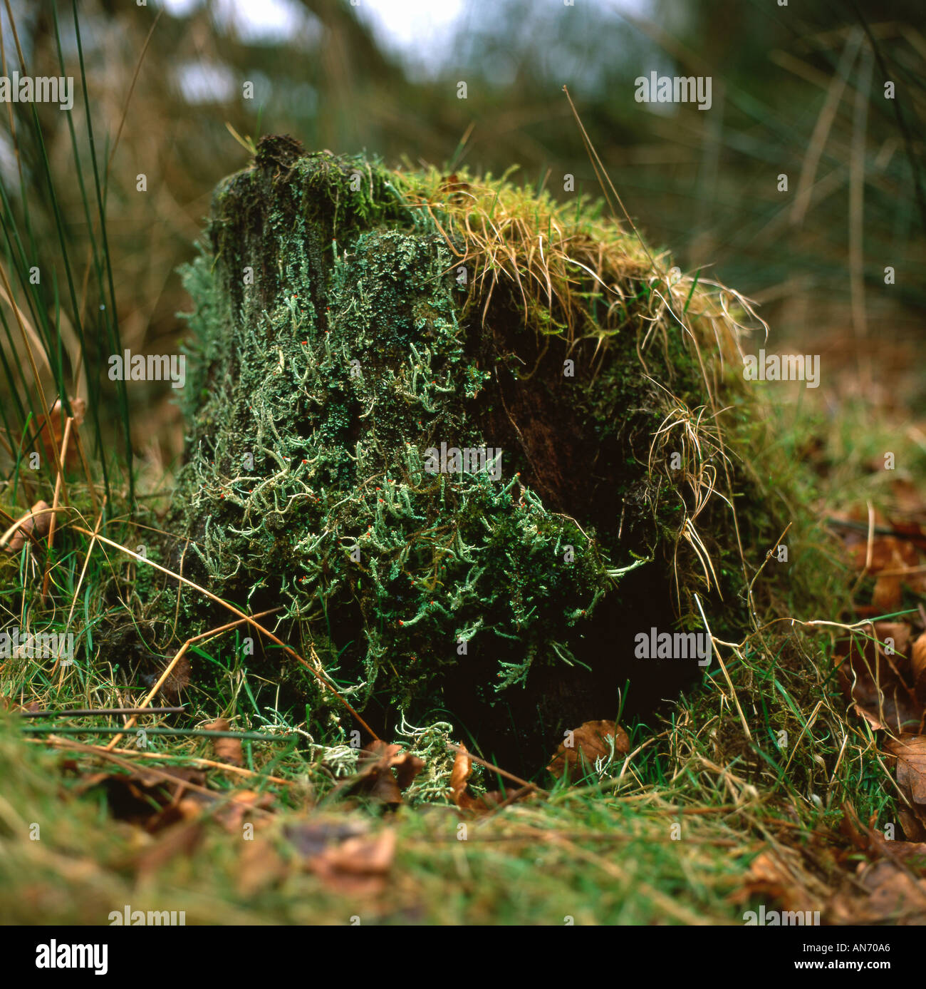 A tree stump covered in lichen, Carmarthenshire Wales UK Stock Photo