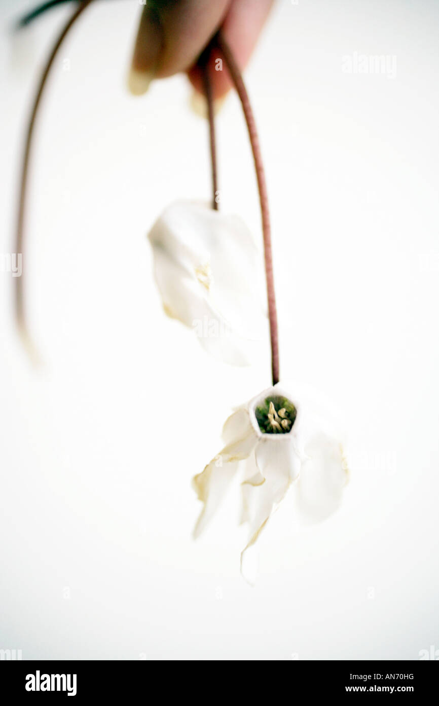 Hand holding droopy white cyclamen flowers Stock Photo Alamy