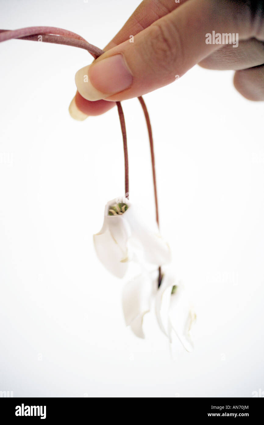 Hand holding droopy white cyclamen flowers Stock Photo Alamy
