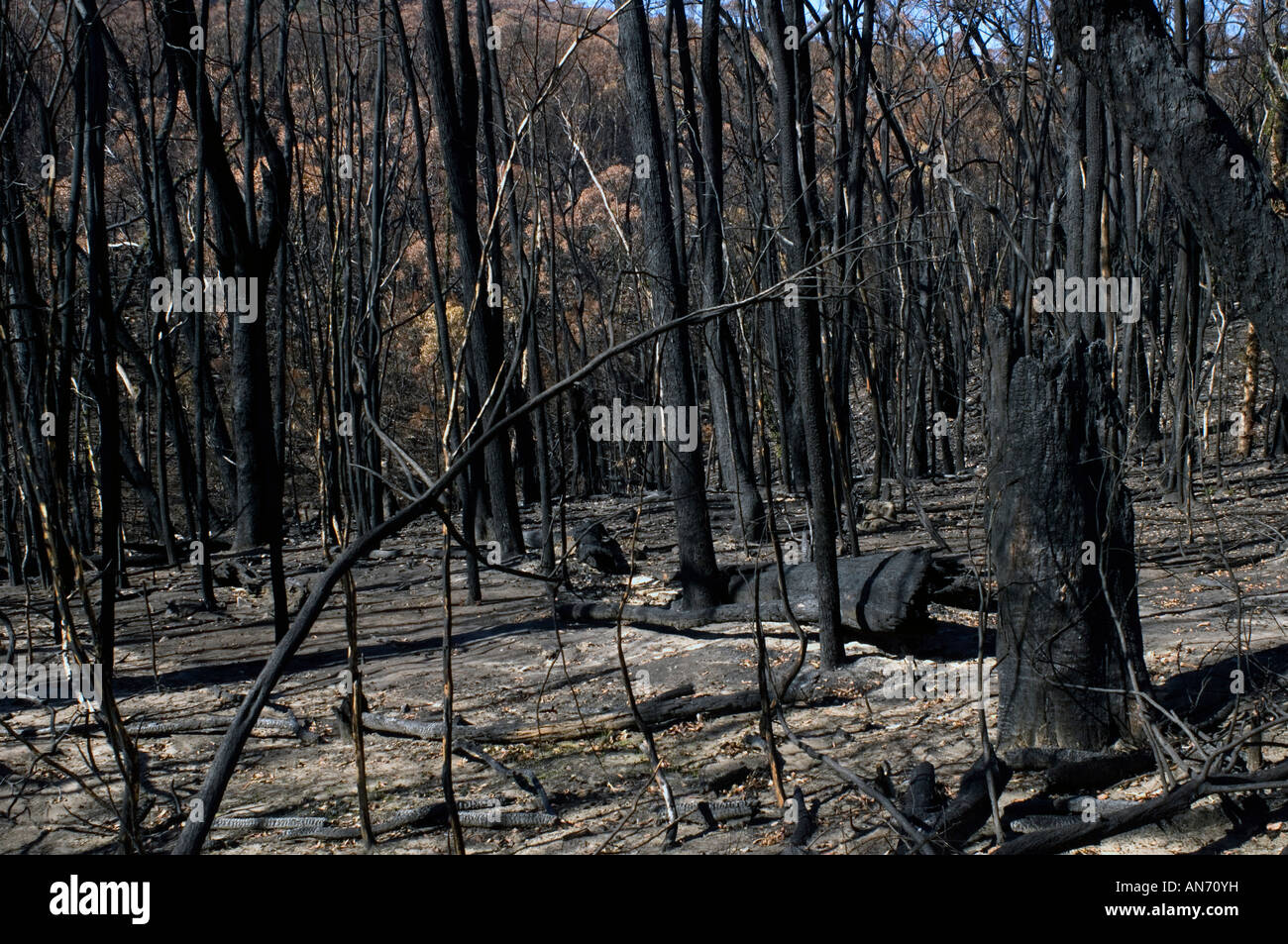 Aftermath of the Grampians bushfire. Nothing left here but charred trees and scorched earth. Stock Photo