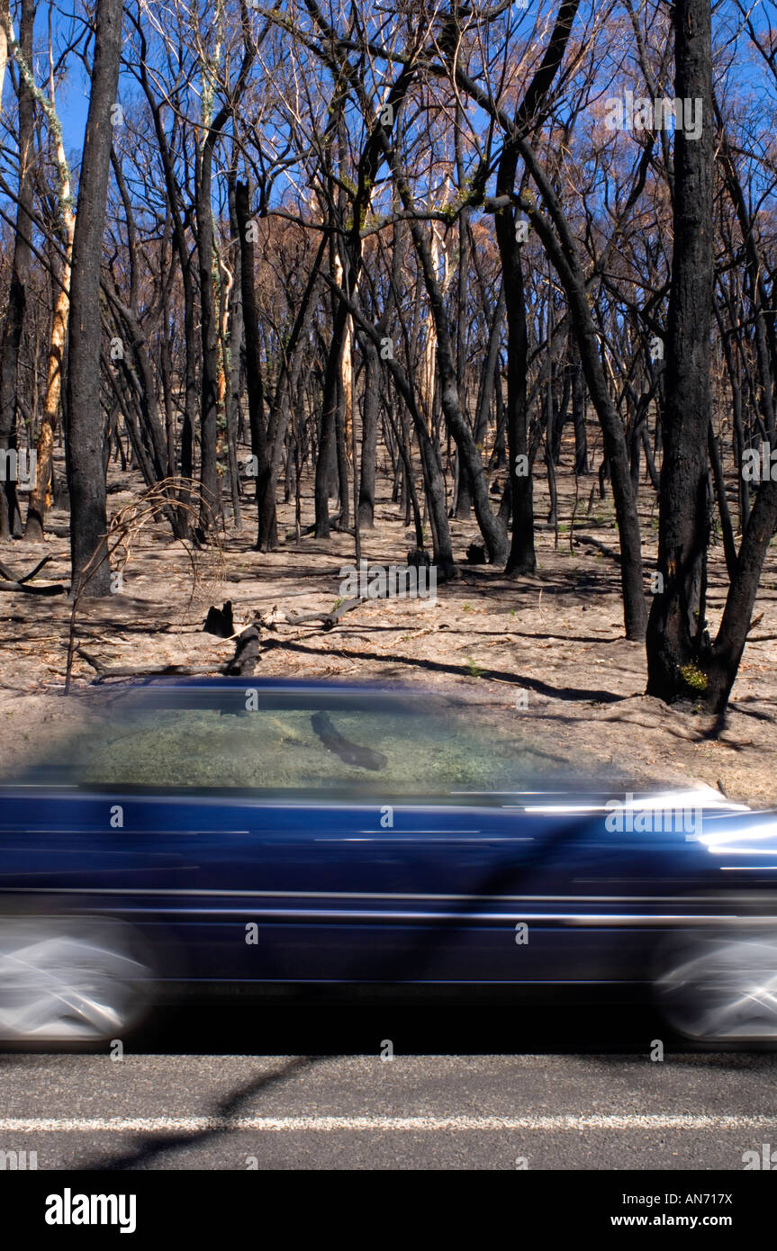 Car speeds past burnt trees after the bushfire Stock Photo - Alamy