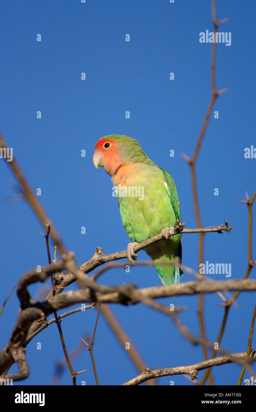 Lovebird hi-res stock photography and images - Alamy