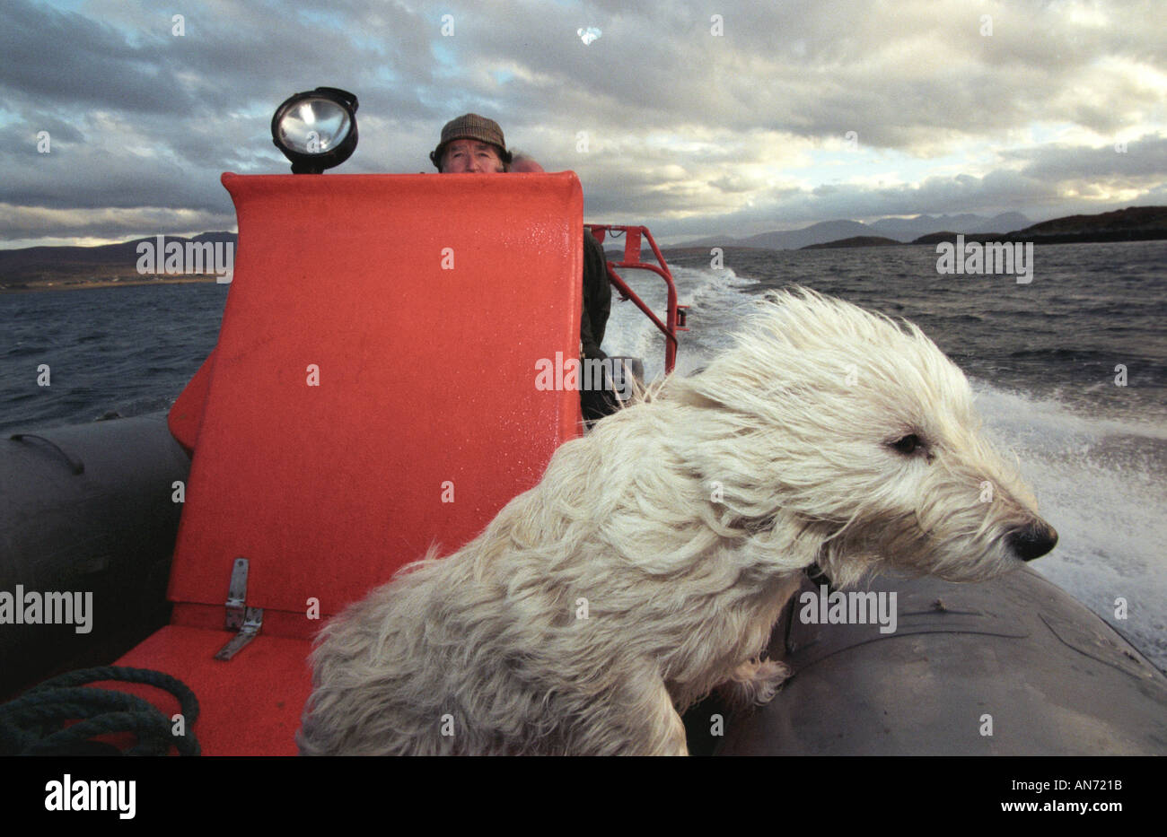 Windswept Dog on boat on Scottish loch Stock Photo