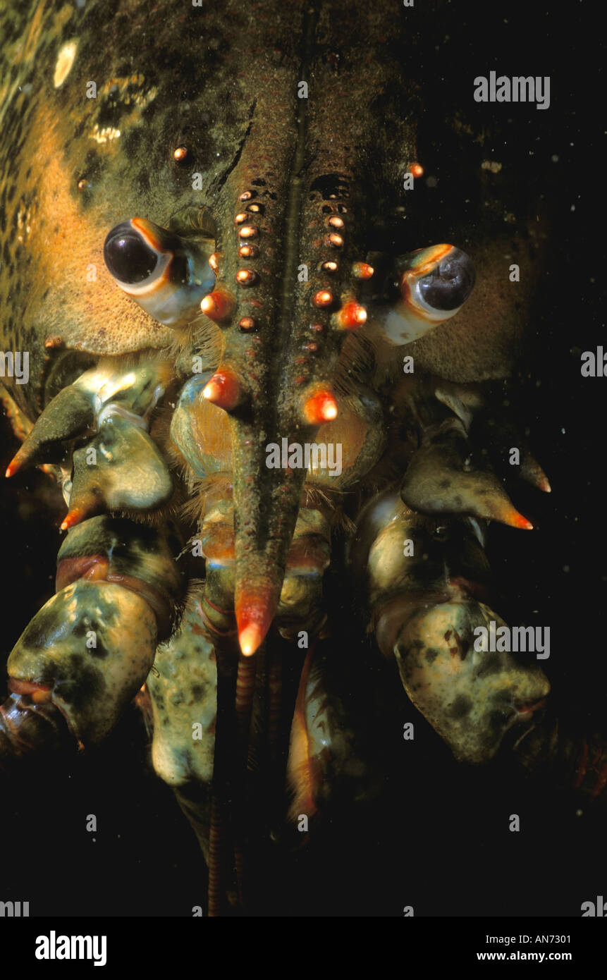Lobster Rostrum Close up of head eyes and rostrum of Northern Lobster Stock Photo - Alamy