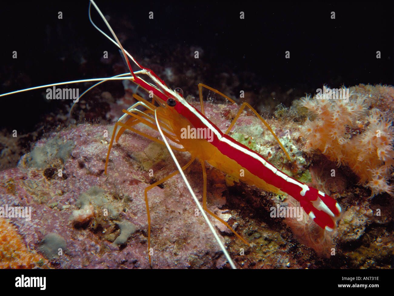 White Banded Cleaner Shrimp on coral reef Stock Photo