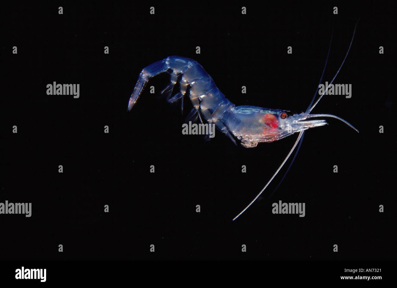 Pelagic Mid Water Shrimp Stock Photo