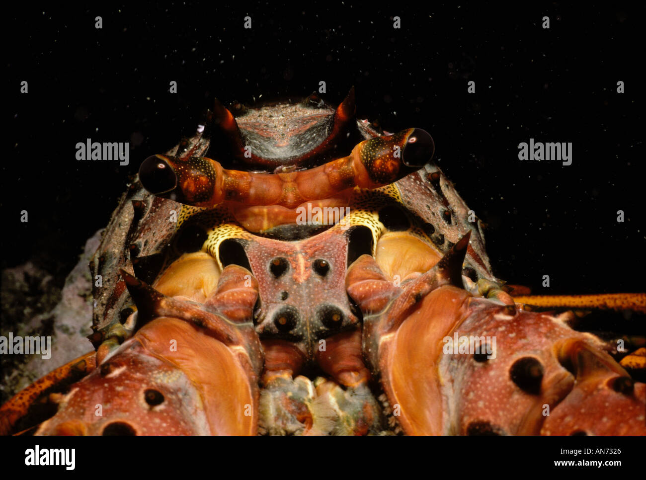 Head eyes and jointed legs of California Rock Lobster Stock Photo Alamy