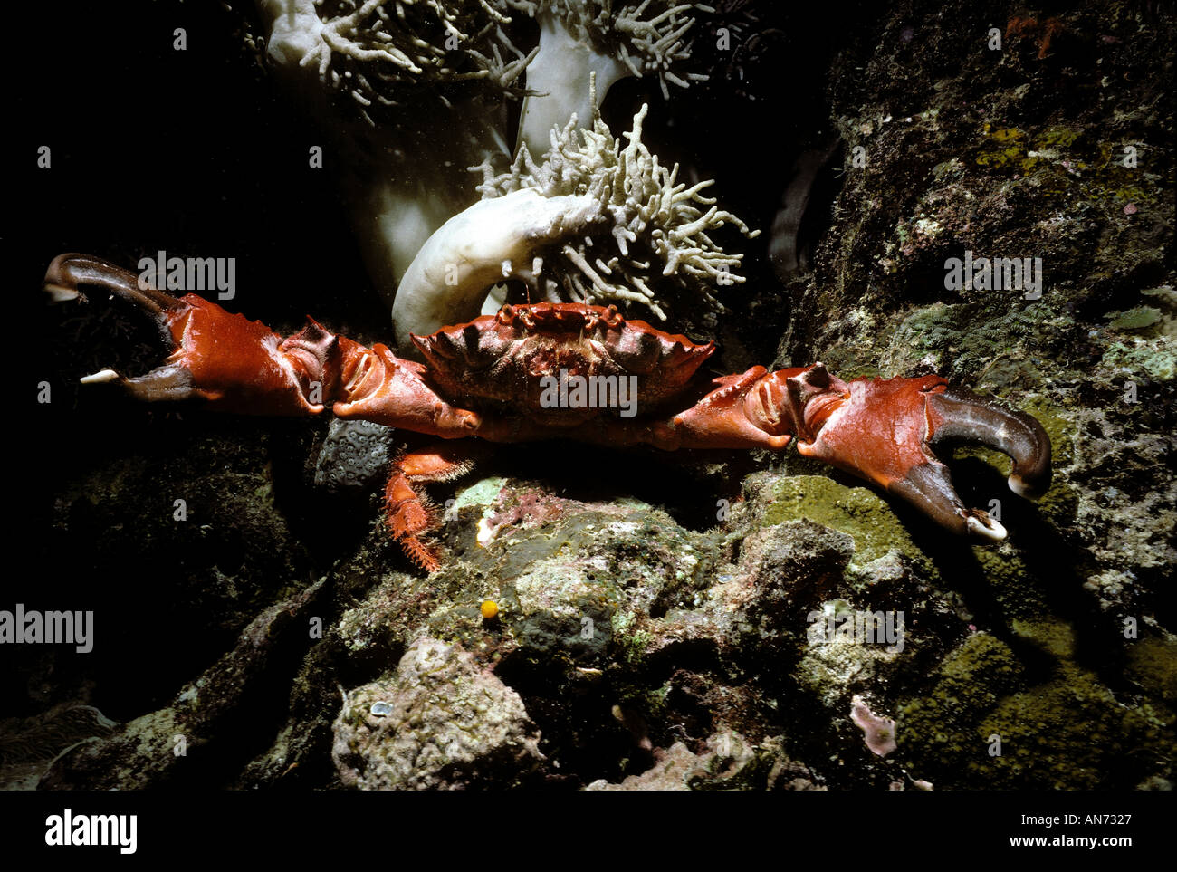 Slendid Round Stone Crab on coral reef Stock Photo