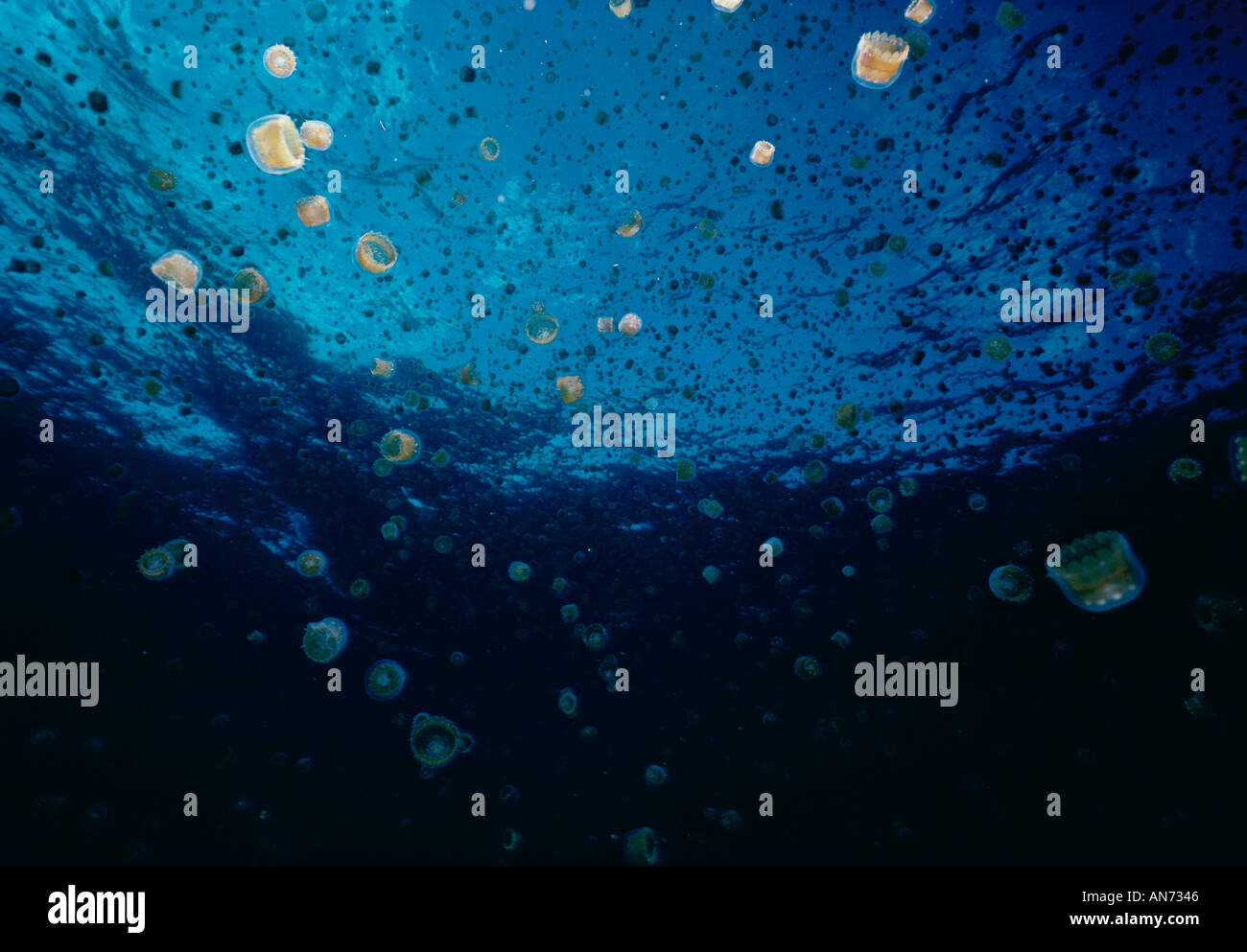 Thimble sea jellyfish hires stock photography and images Alamy