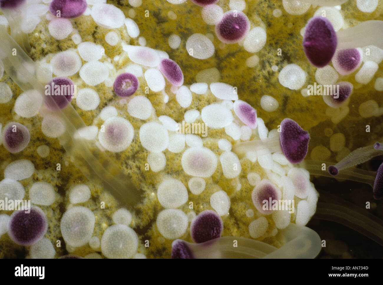 Fried Egg Jellyfish Stock Photo Alamy