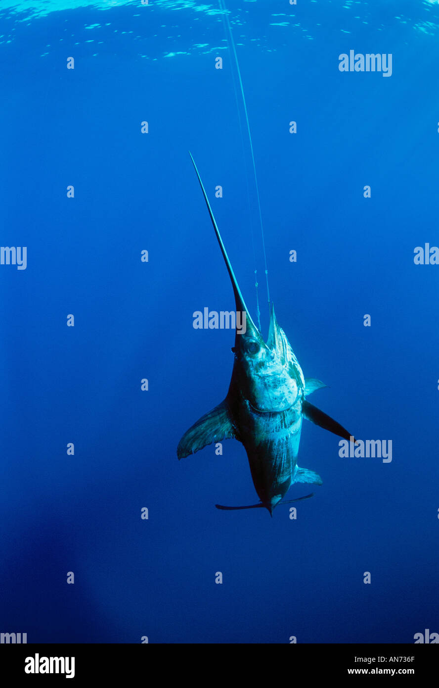 Swordfish cocos island costa rica hires stock photography and images