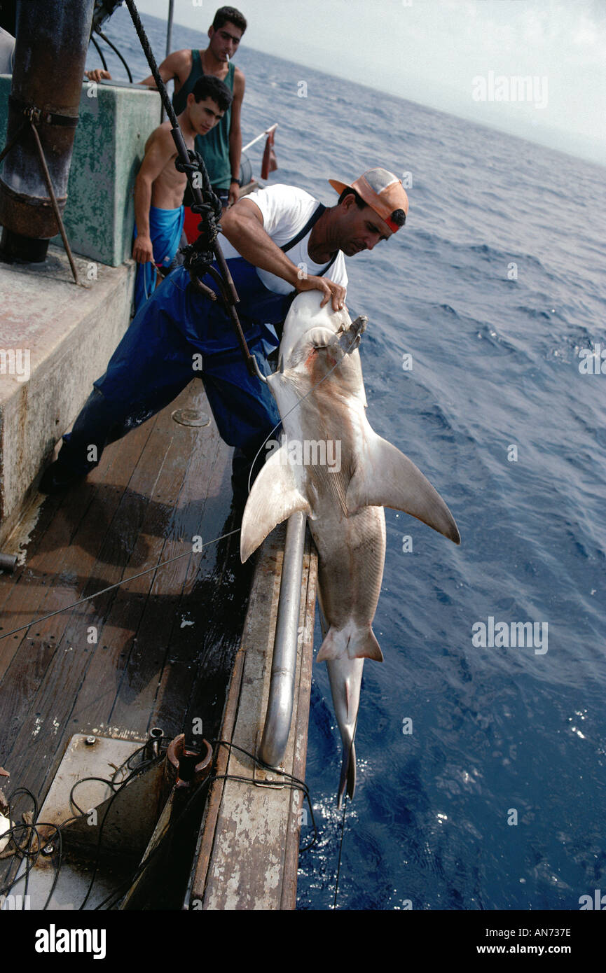 Sandbar Shark caught on long line fishing rig is hauled on board using a  gaff Stock Photo - Alamy