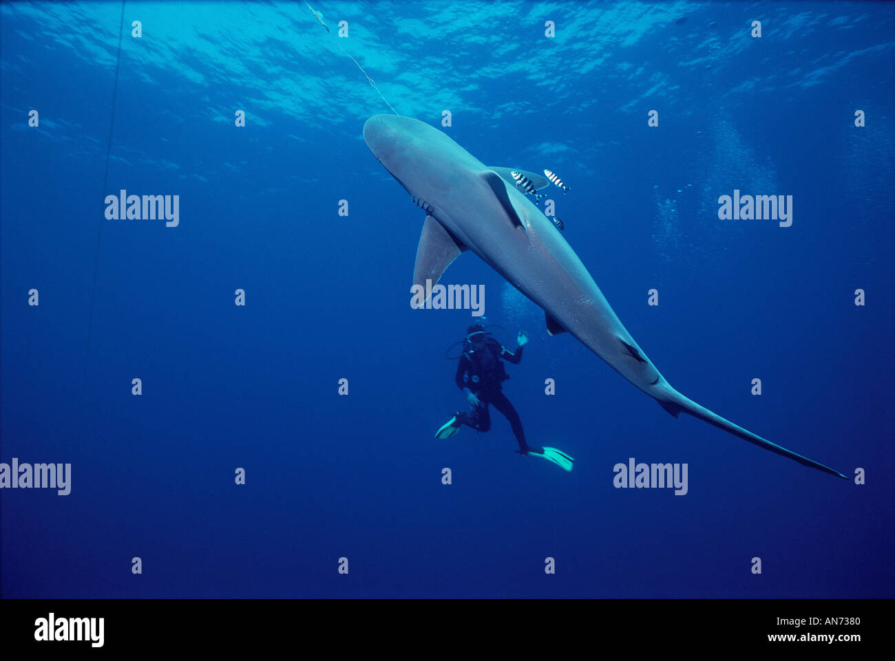Sandbar Shark caught on long line fishing gear being observed by diver  Stock Photo - Alamy
