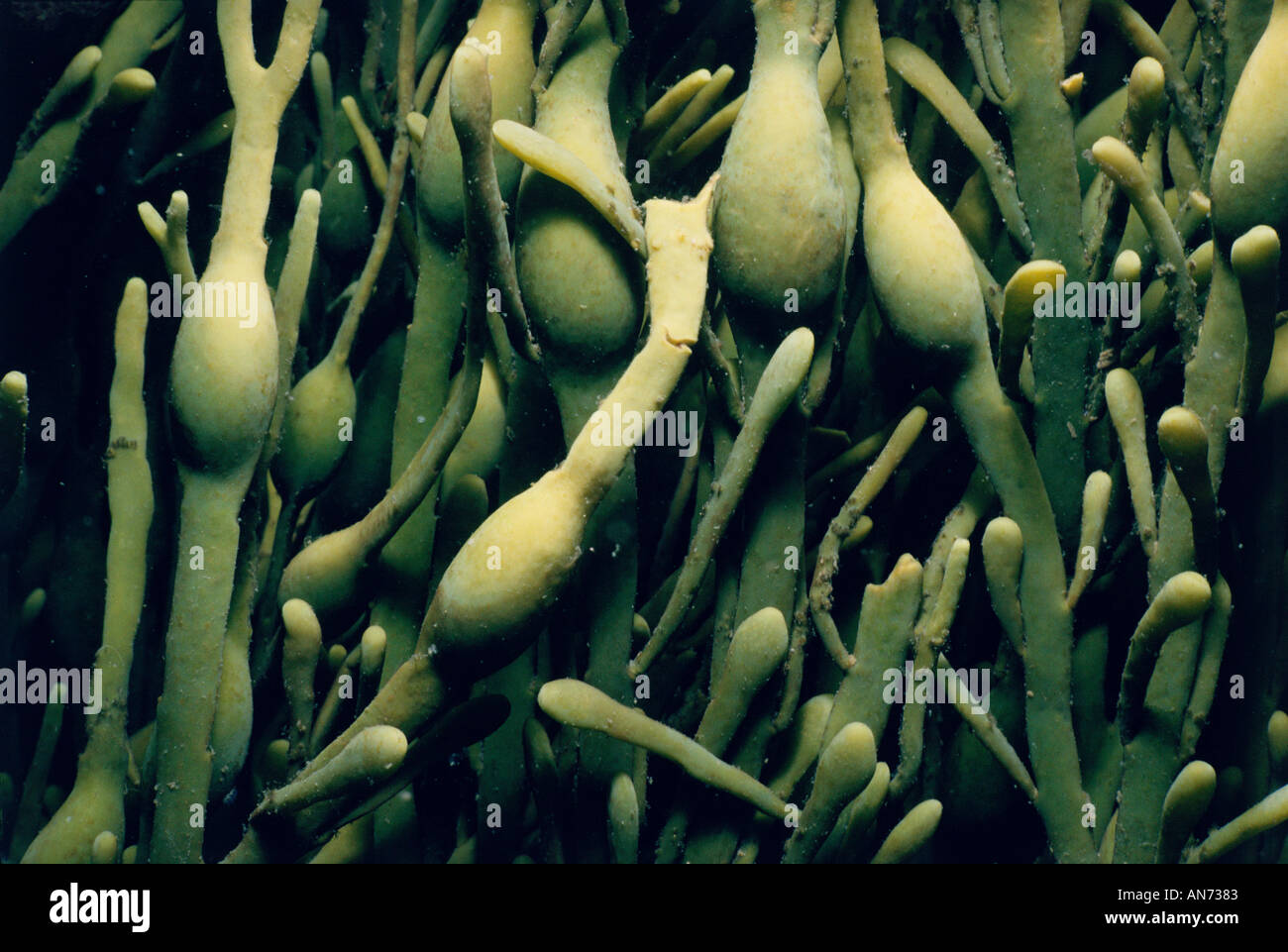 Close up of stems of Bladder Wreck Seaweed Stock Photo Alamy