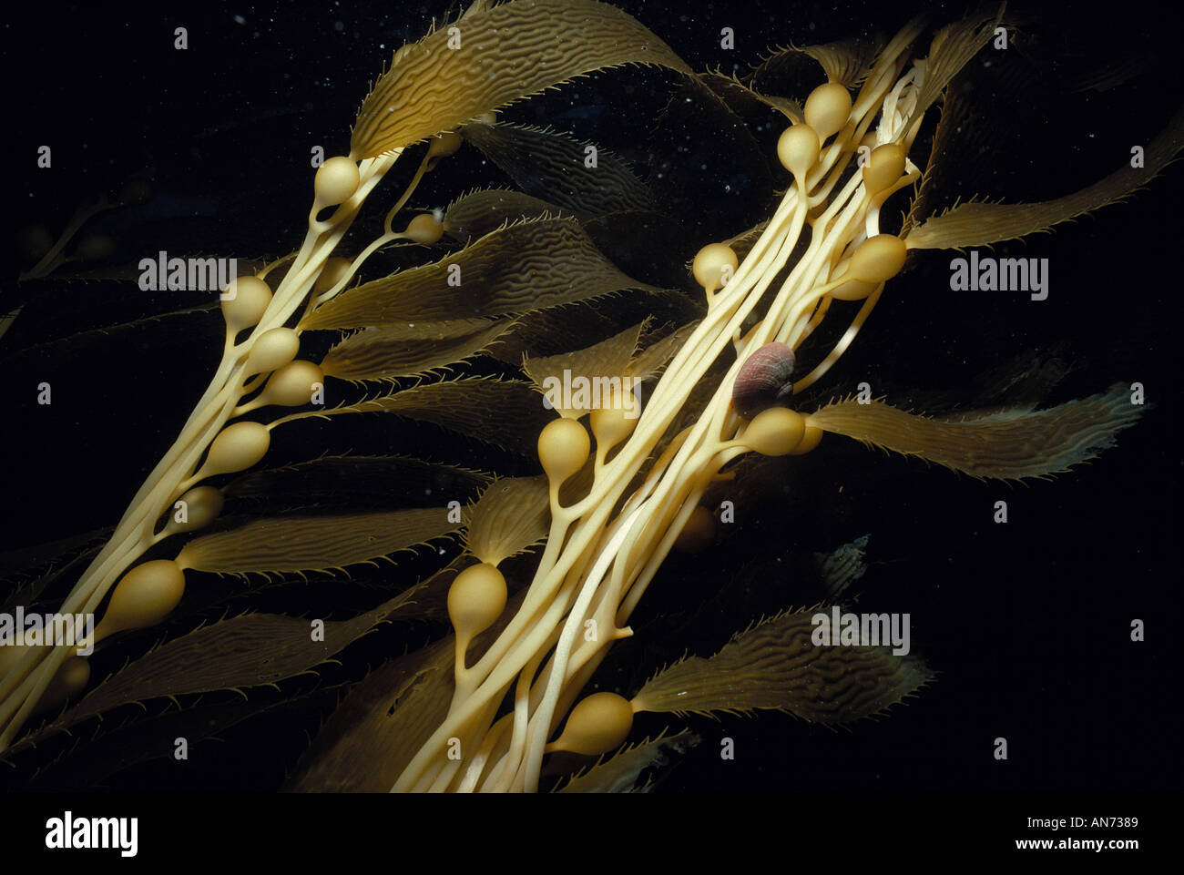 Blades fronds and stalks of Giant Kelp Stock Photo Alamy