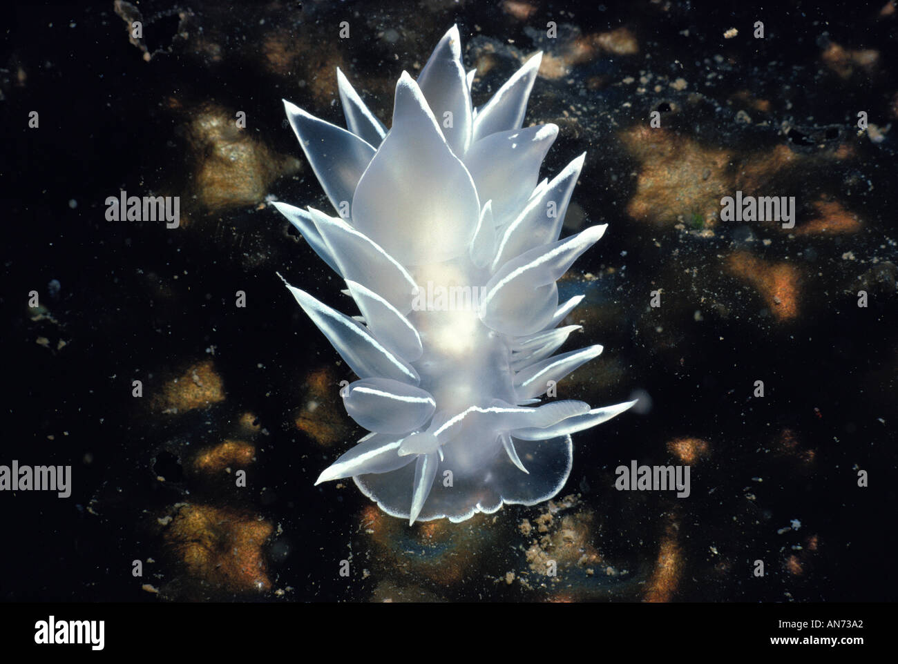Fallen Archangel moves along rocky bottom Stock Photo