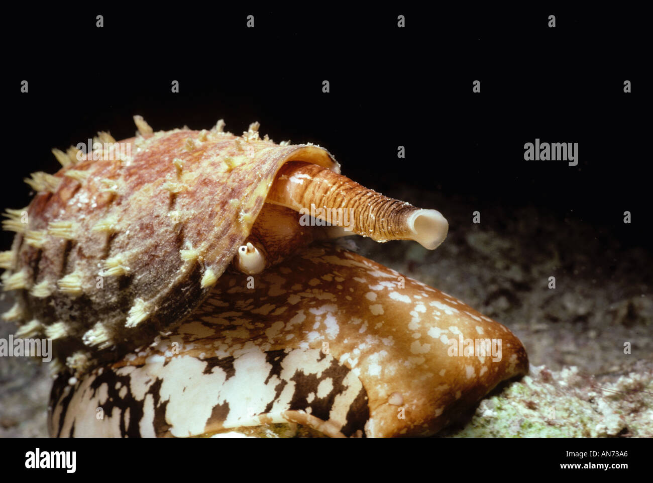 Poisonous Geography Cone Shell Stock Photo