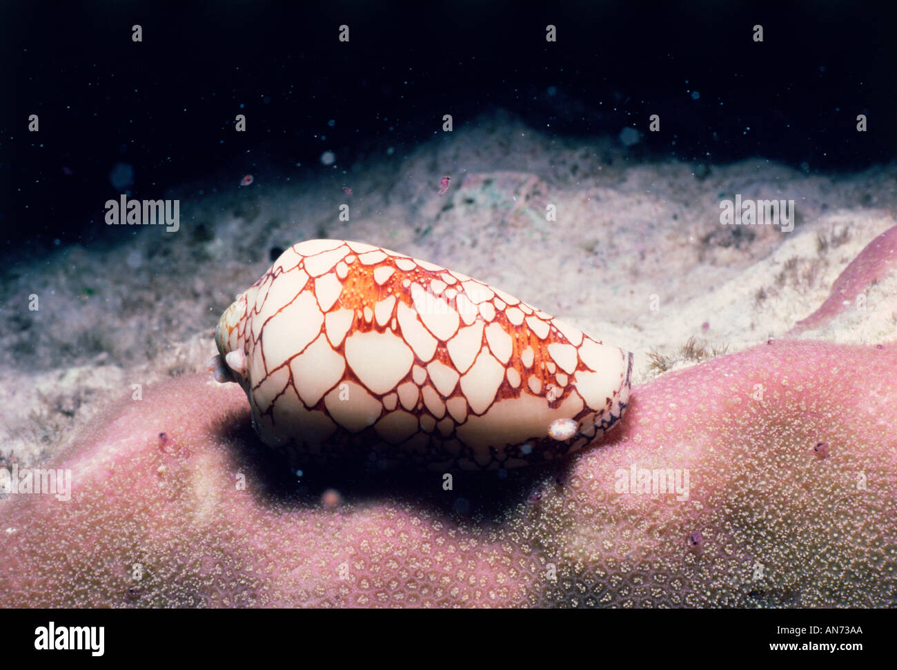 Cone snail radula hires stock photography and images Alamy