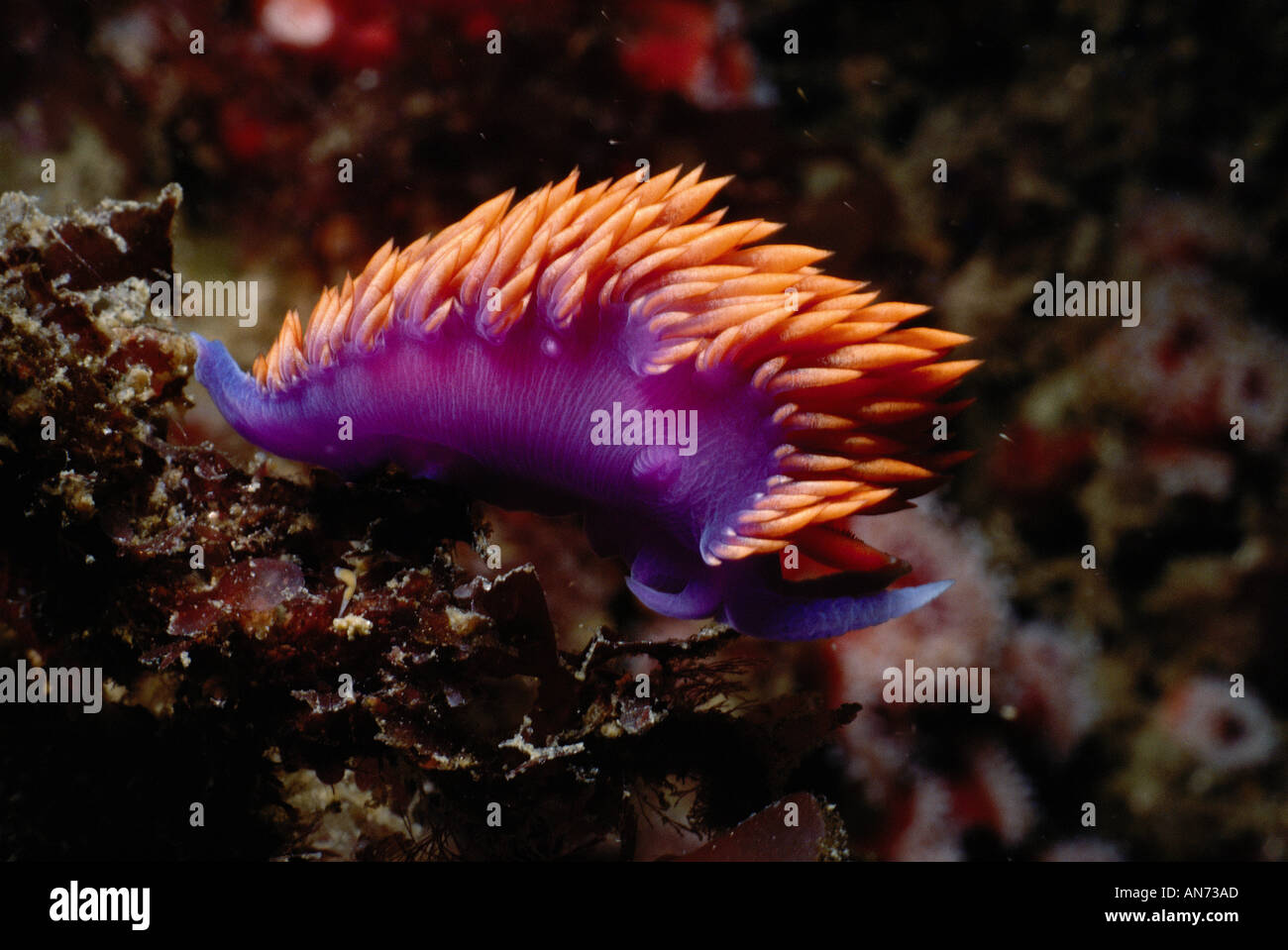 Spanish Shawl Nudibranch feeds on hydroids Stock Photo