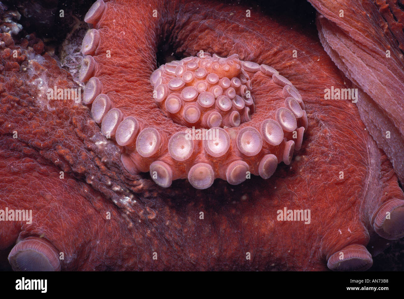Octopus tentacles wrapping hi-res stock photography and images - Alamy