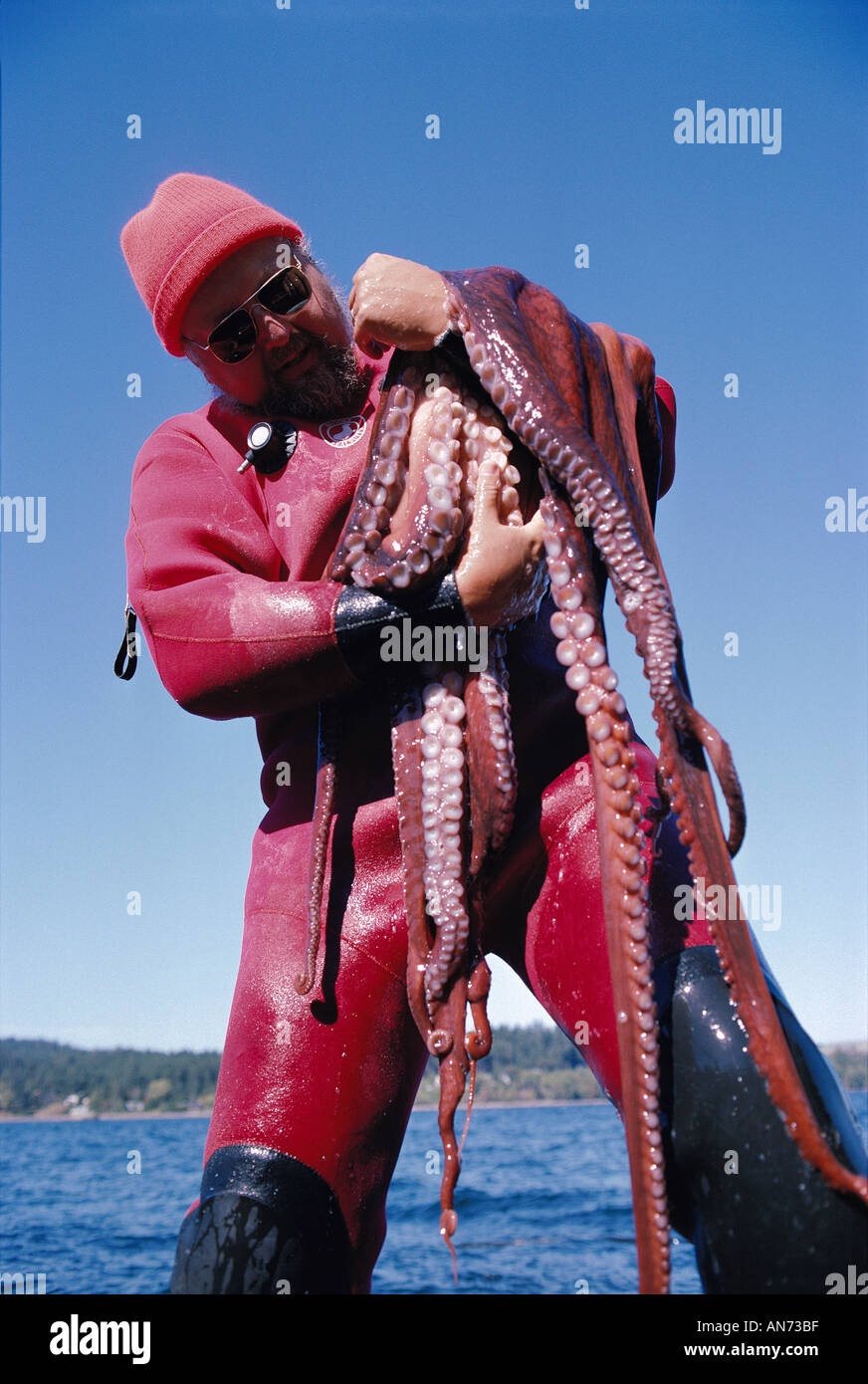 Giant octopus diver hires stock photography and images Alamy