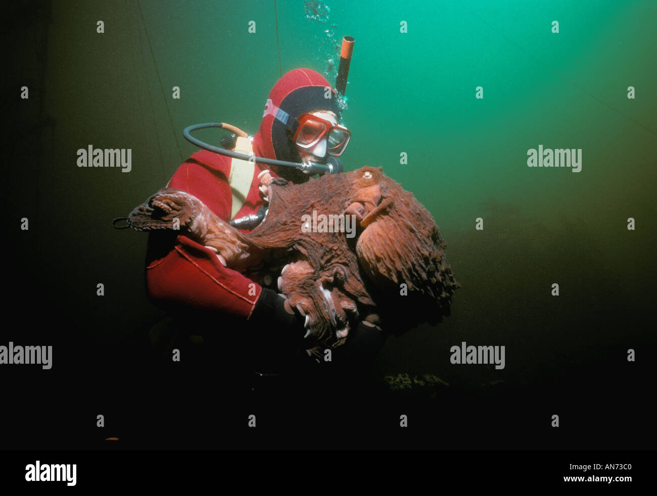 Giant octopus diver hires stock photography and images Alamy