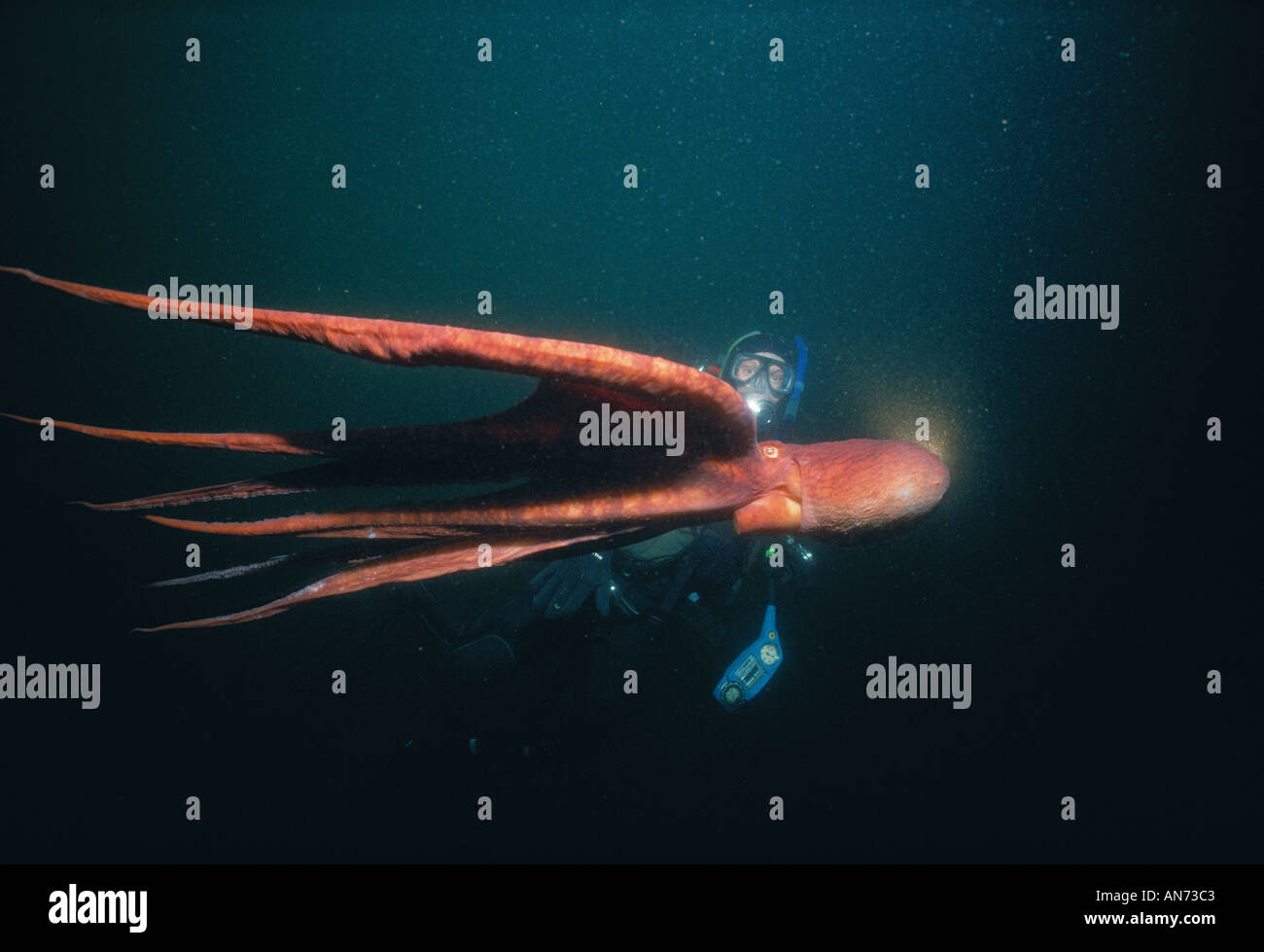 Giant pacific octopus diver hires stock photography and images Alamy