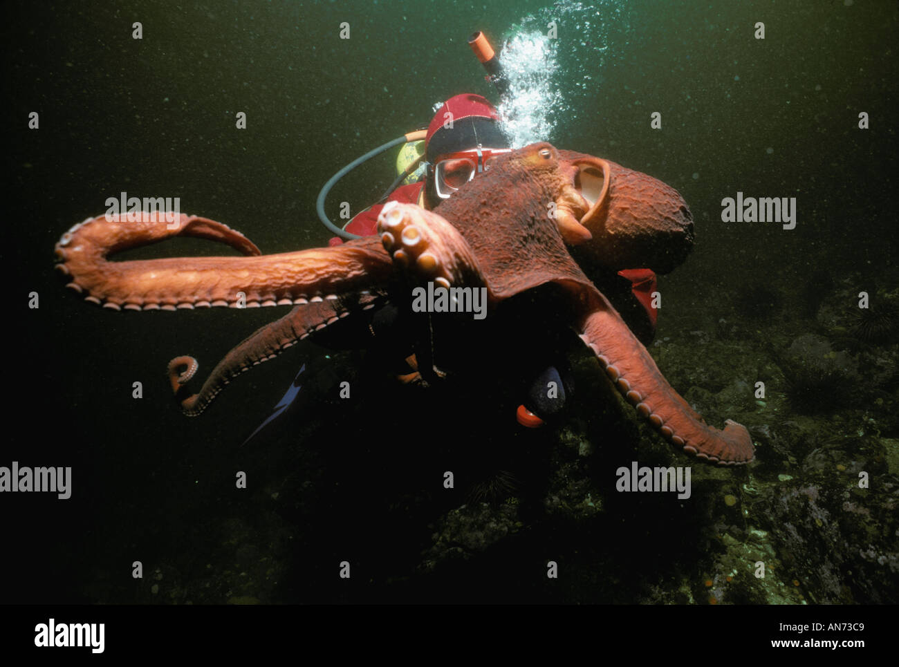 Giant octopus diver hires stock photography and images Alamy