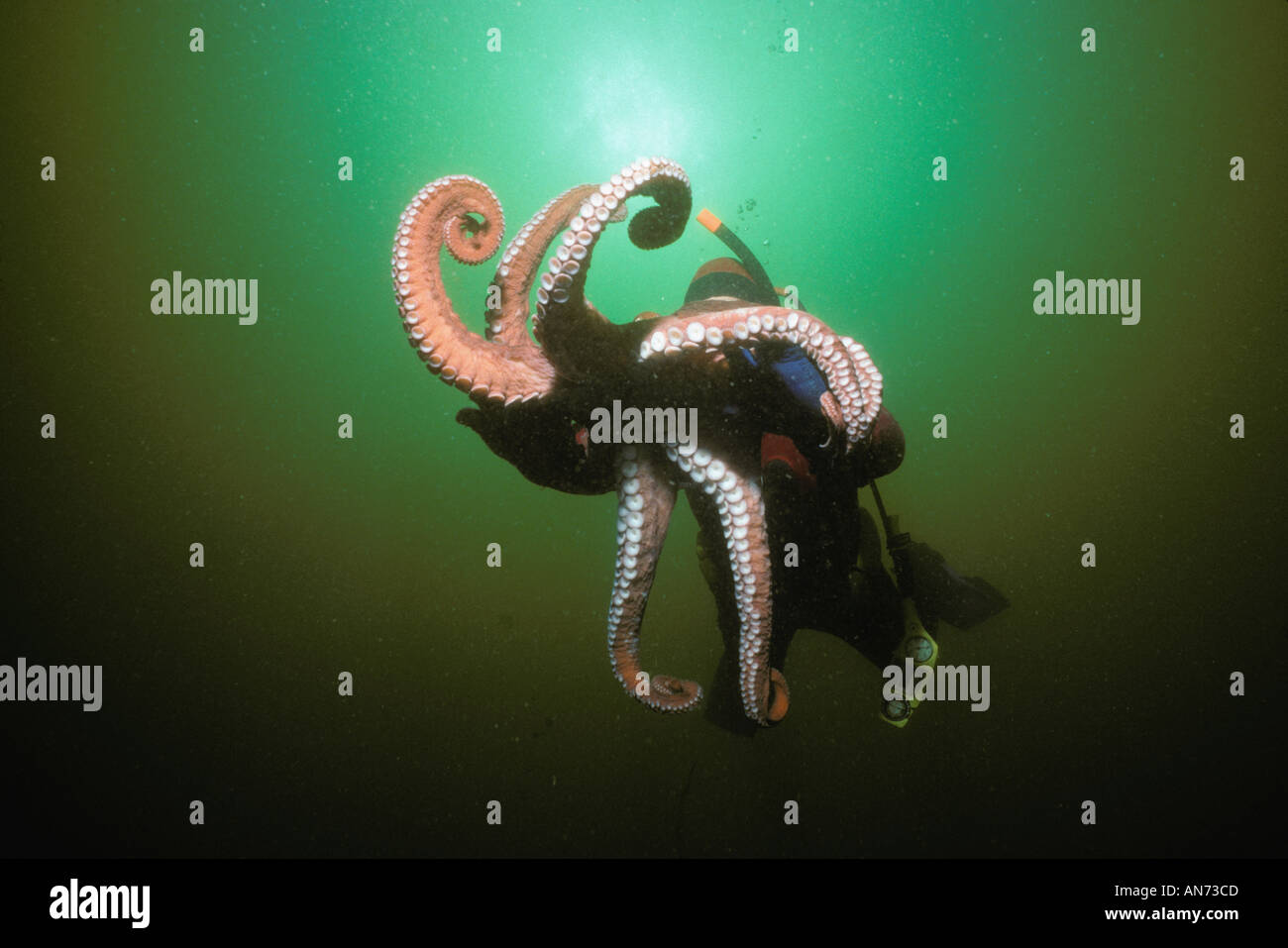 Diver interacts with Giant Pacific Octopus Stock Photo Alamy