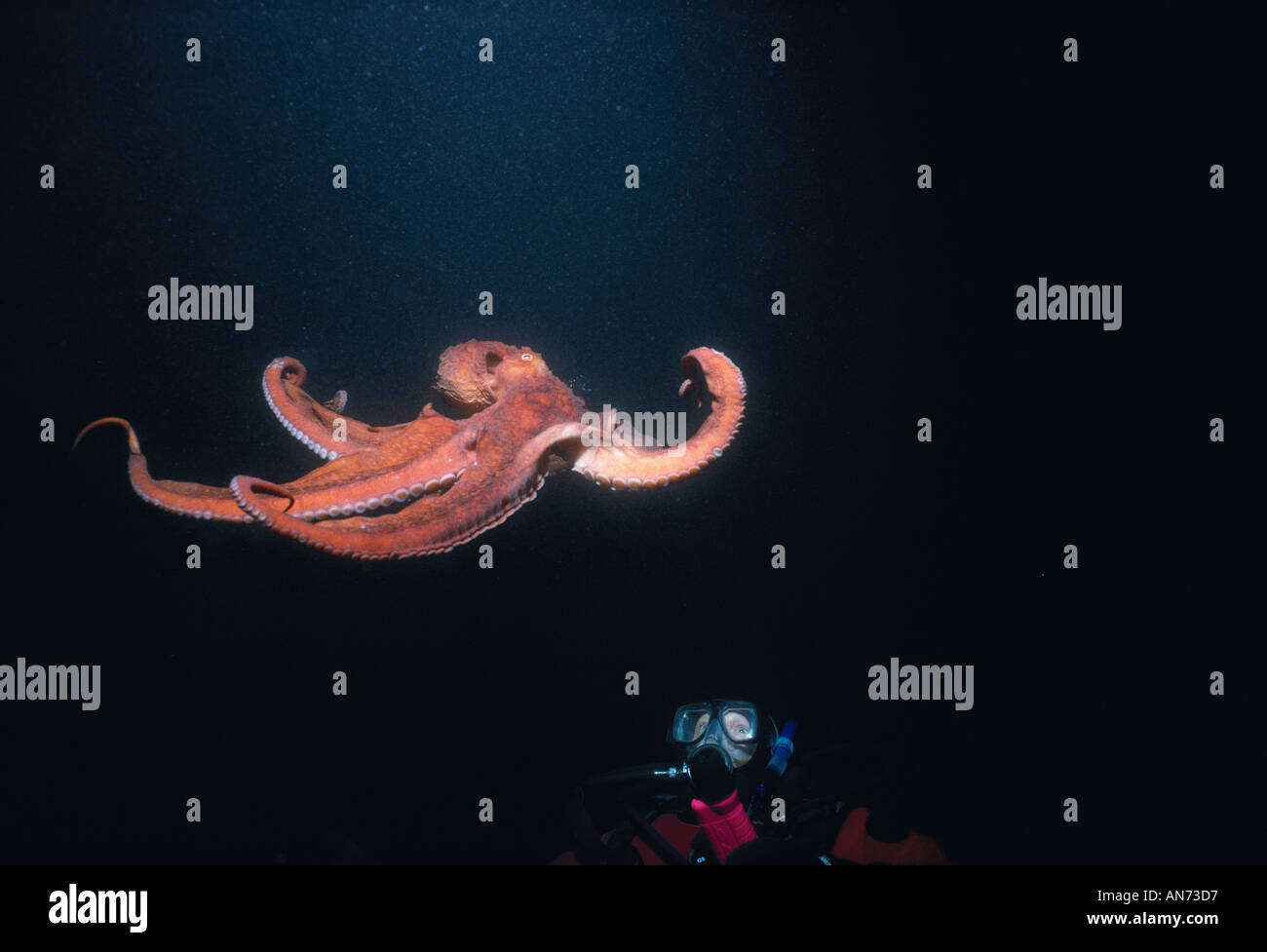 Giant octopus diver hires stock photography and images Alamy