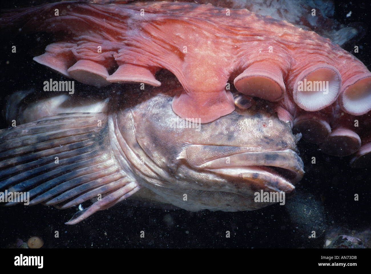 Giant Pacific Octopus eats Stock Photo Alamy