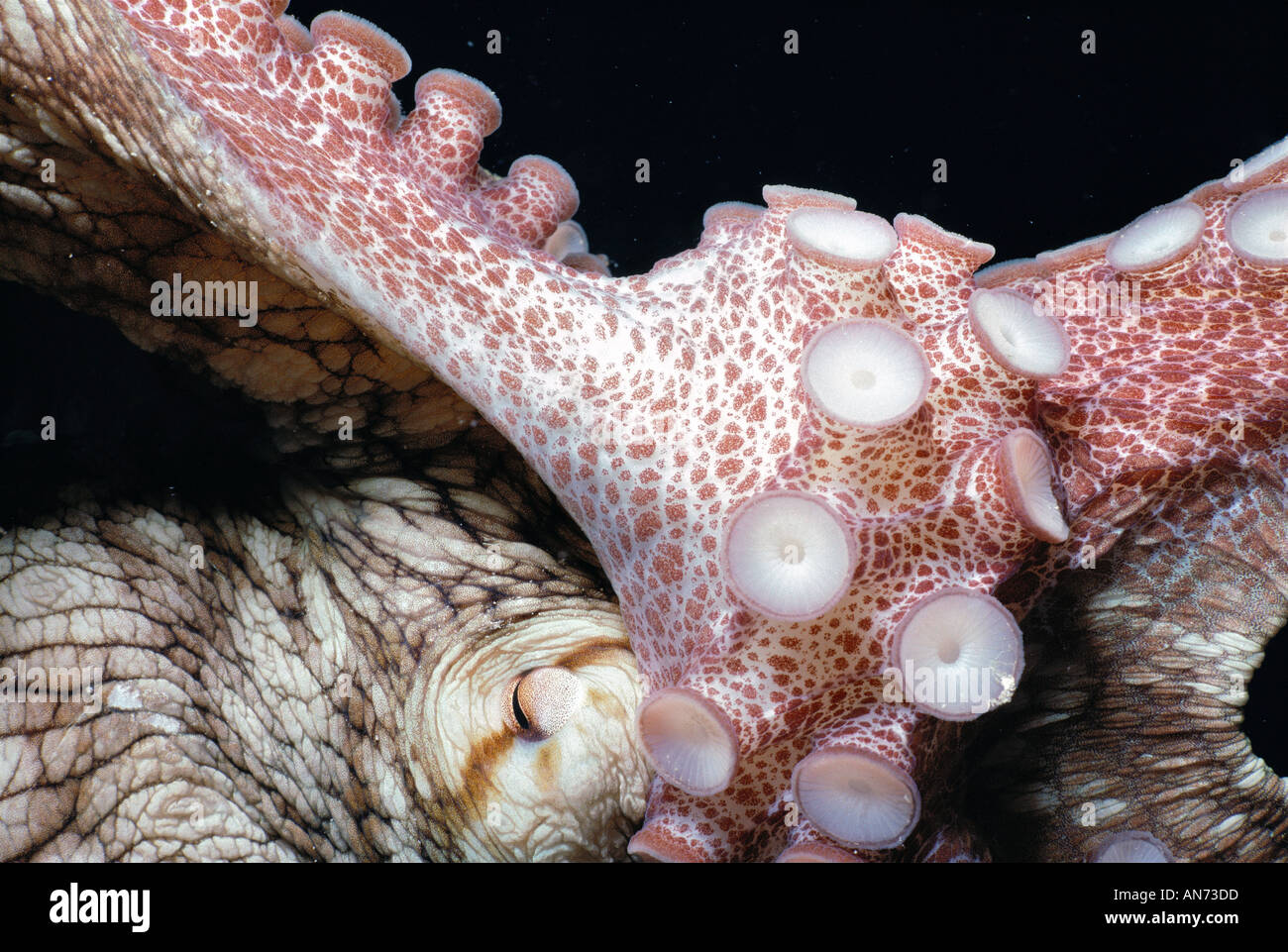 Caribbean Reef Octopus in defensive posture Stock Photo - Alamy