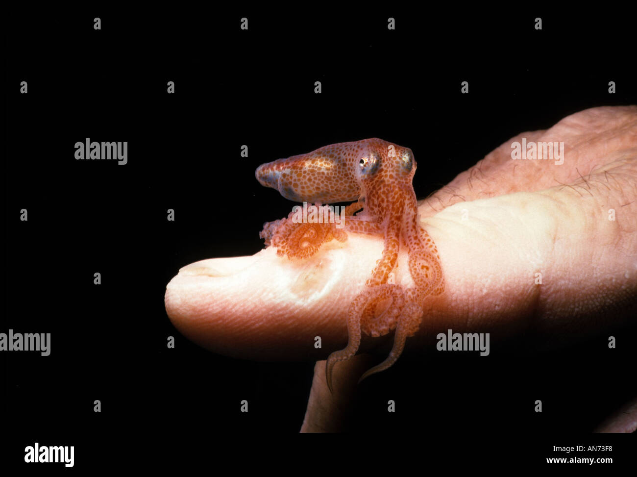 Juvenile Reef Octopus rests atop a human hand Stock Photo