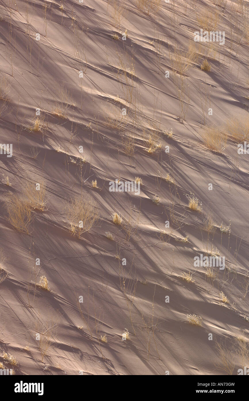 Detail of sand dune and vegetation at Dead Vlei in Namib Desert in early morning light Stock Photo