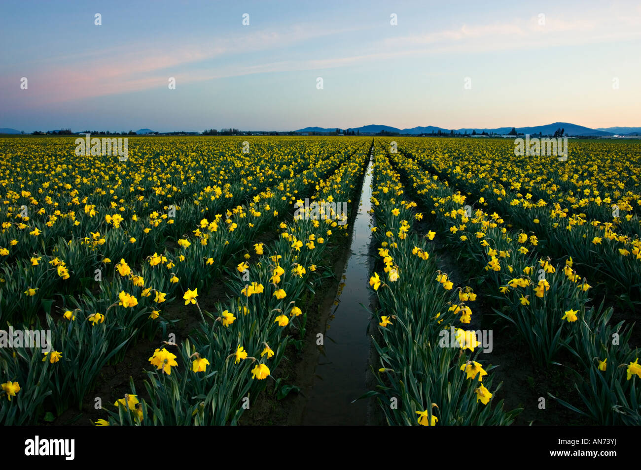 Skagit Valley daffodils fields Stock Photo