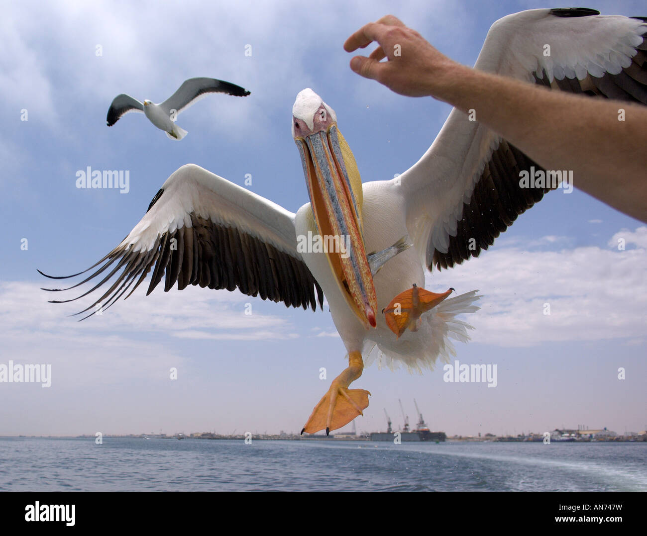 Great white pelican Pelecanus onocrotalus adult taking fish bait from hand Walvis Bay Namibia November Stock Photo