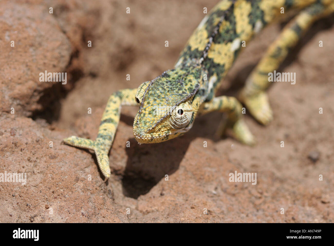 Flap necked chameleon Chameleo sp Buhemba Stock Photo